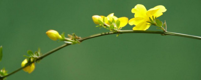 迎春花怎样养殖技巧和注意事项 迎春花怎样延长花期