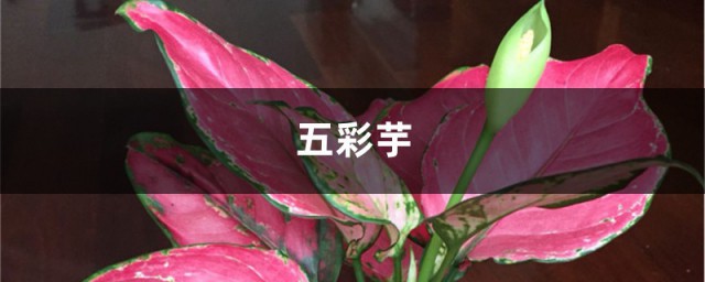 五彩芋养殖技巧和注意事项 五彩芋需要怎样换盆呢