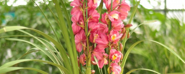 花蕙兰的养殖技巧和注意事项 花蕙兰怎样浇水呢