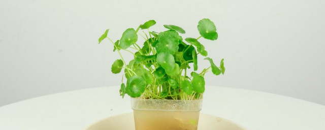 植物铜钱草的养殖技巧和注意事项 植物铜钱草怎样晒太阳呢
