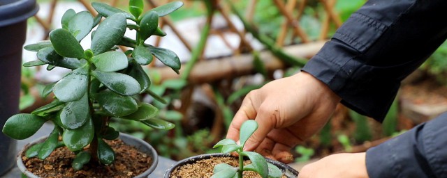 玉树的养殖技巧和注意事项和后期 怎样养殖玉树
