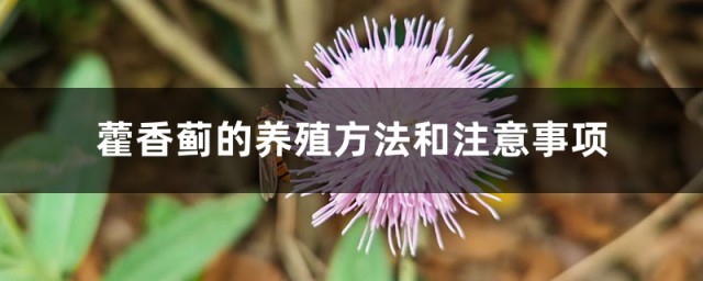 霍香蓟的养殖要领和注意事项 藿香蓟家庭培育方法分享