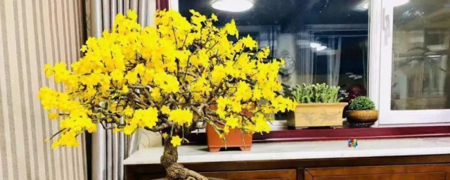 迎春花盆栽的养殖技巧和注意事项 迎春花盆栽对环境有什么要求