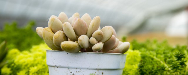 招财猫多肉养殖技巧和注意事项 家庭种植招财猫多肉技巧分享