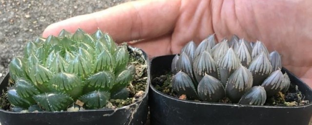 黑肌玉露的养殖方式和注意事项 种黑肌玉露用什么土最好