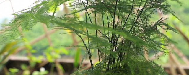 富贵文竹的养殖方法和注意事项 文竹如何繁殖呢