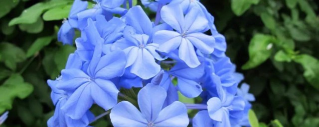 蓝花丹的养殖技巧与注意事项 蓝花丹怎样浇水呢