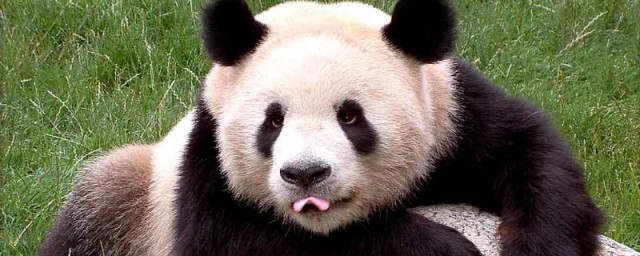 我国大熊猫生活在哪里 大熊猫的介绍