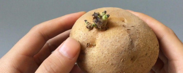 土豆泡水发芽的技巧 土豆泡水发芽的做法
