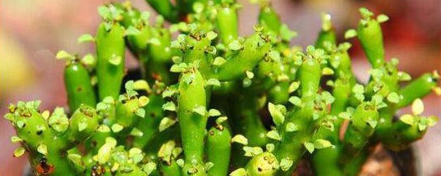 珊瑚棒换盆的养殖技巧 珊瑚棒换盆怎样养殖