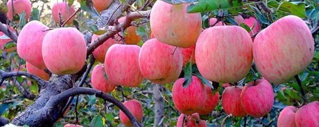 苹果树的养护与管理技巧 苹果树怎样养护