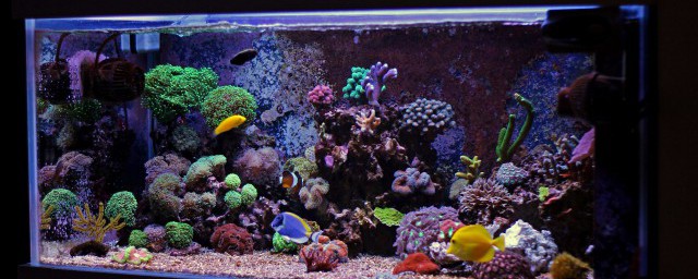 怎样做鱼缸自动流水器 鱼缸的自动流水器怎样做