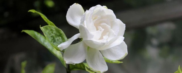 栀子花种植技巧 栀子花需要什么生长条件