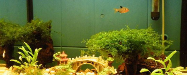 风水鱼缸招财 风水鱼缸怎样才能招财