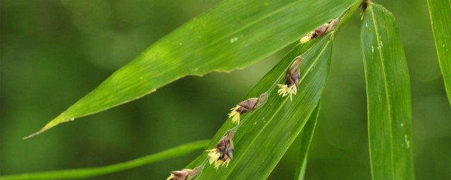 竹子开花意味着什么风水 竹子开花有灾祸发生吗