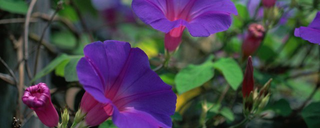 垂吊矮牵牛花的种植管理要点 光照温度需掌握