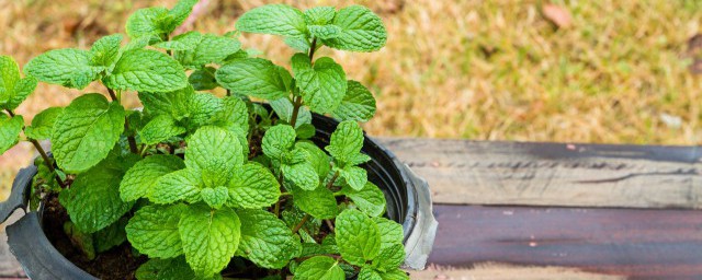 香水薄荷种植要领 香水薄荷种要领步骤