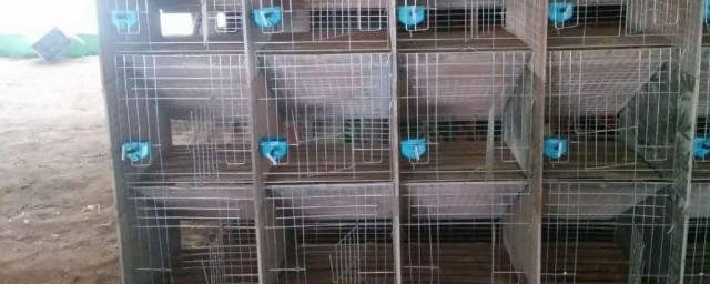 兔舍怎样建好 怎样建好兔舍
