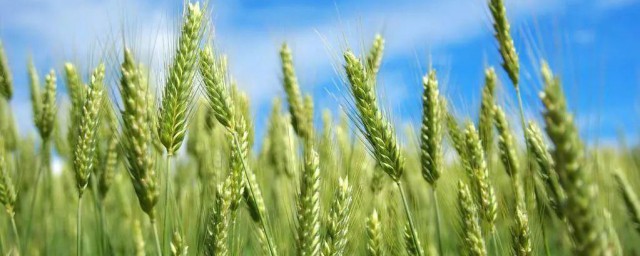 农民种植小麦的准确要领 农民种植小麦的过程