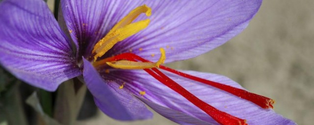 种植藏红花技巧 藏红花怎样种植