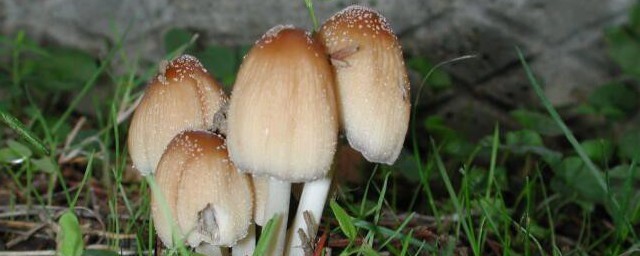 怎样制作东北青蘑菇 东北青蘑菇的制作技巧