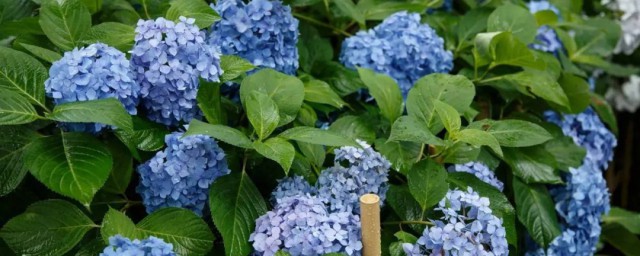 养殖绣球花的技巧 绣球花怎样养