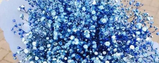 满天星种子养殖办法 满天星种子可以直接晒太阳吗