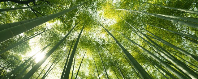 家里竹子开花预示什么 家里竹子开花是好是坏