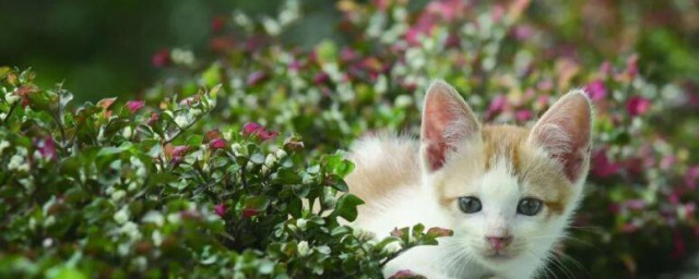 猫薄荷种植技巧 猫薄荷怎样种植