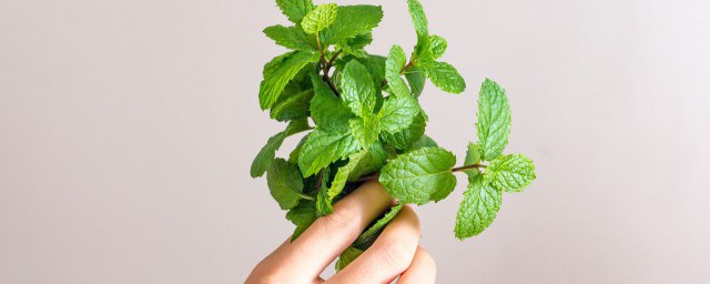 食用薄荷种植技巧 食用薄荷需要经常浇水吗