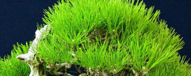 干苔藓怎样复活怎样用 干苔藓怎样复活