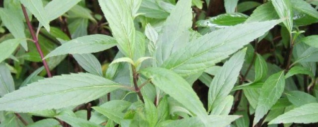 透骨草的功效与作用及禁忌 透骨草有什么功效与作用及禁忌