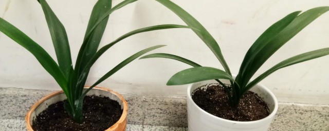 如何给花换盆换土 给花换盆的方法