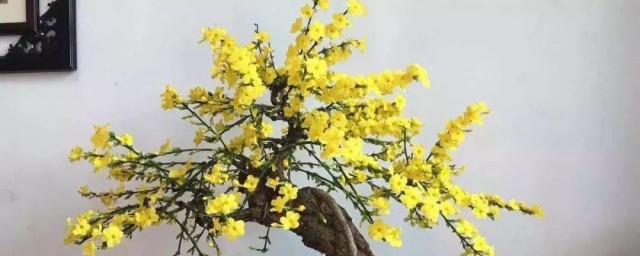 迎春盆景养殖技巧和注意事项 迎春花盆景的养殖技巧