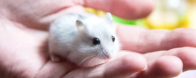 怎样知道仓鼠是否冷 仓鼠冷的表现技巧