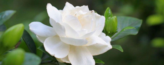 小叶栀子花越冬最低温度是多少 怎样在冬天养殖小叶栀子