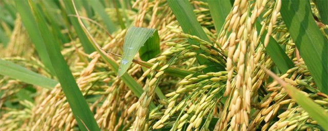 草本植物种类有哪些 盘点一下草本植物种类