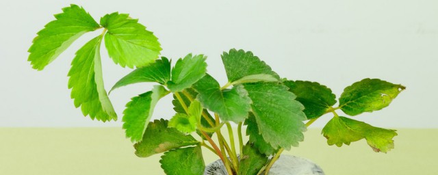 草莓叶子边缘发黑干枯怎样办 怎样解决草莓叶子边缘发黑干枯