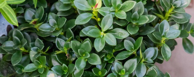 金鱼花吊兰植物怎样养 怎样养殖金鱼花吊兰
