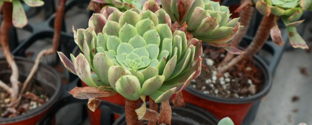 法师怎样爆侧芽 怎样让法师长满侧芽