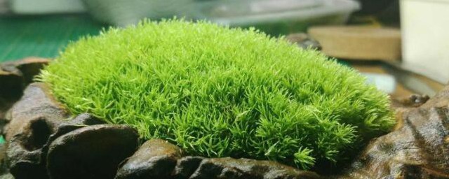 养苔藓对人有害吗苔藓该怎样养 养苔藓对人有没有害苔藓该怎样养