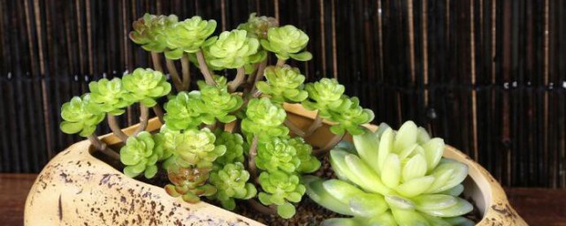 花盆表面铺石子好吗 花盆表面铺石子好不好