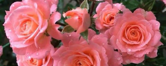 四季红木香月季四季开花吗 四季红木香是不是四季都开花的呢