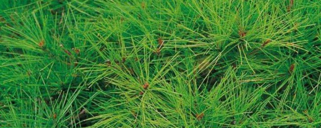 松针的食疗功效与用法 松针有什么食疗功效与用法