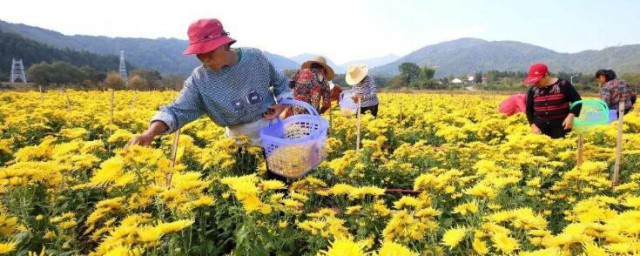 靖安皇菊的功效与作用及忌讳 靖安皇菊有哪些功效与作用及忌讳