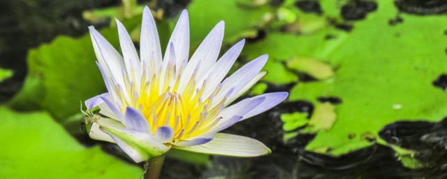 睡莲放哪风水好睡莲的风水禁忌 睡莲怎样养