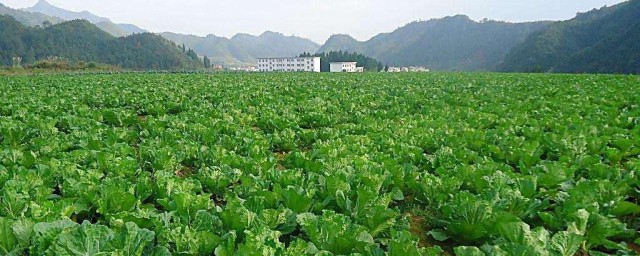 北方四月份种植什么蔬菜 北方适合在四月种植的蔬菜介绍