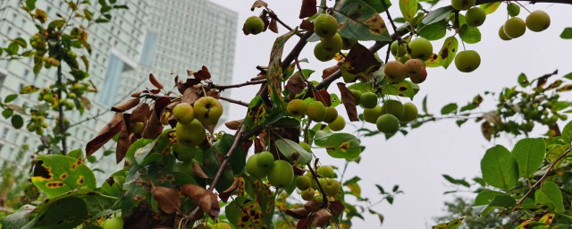 铁海棠花怎么养 铁海棠花的养殖要领