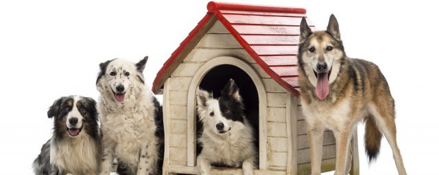 养普罗特猎狗的养殖技巧 养普罗特猎犬怎样养