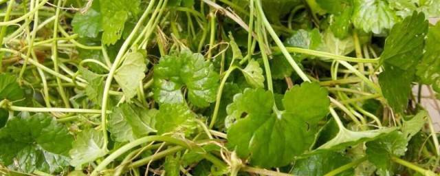 野辣子草的功效与作用 辣子草的功效与作用有哪些